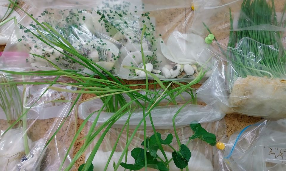 Раст и развој